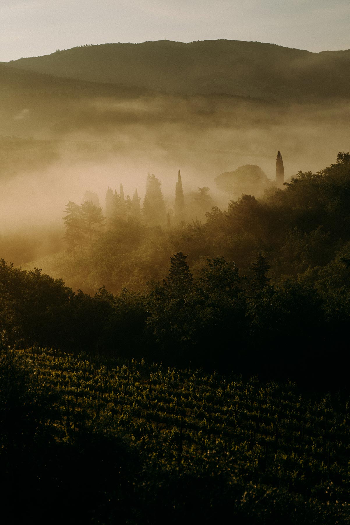 Sunrise in Tuscany with fog